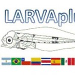 larva plus