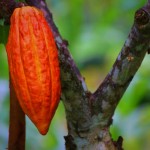 Foto-1-Planta-Cacao-web