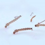 Foto-Larvas-Aedes-720x400