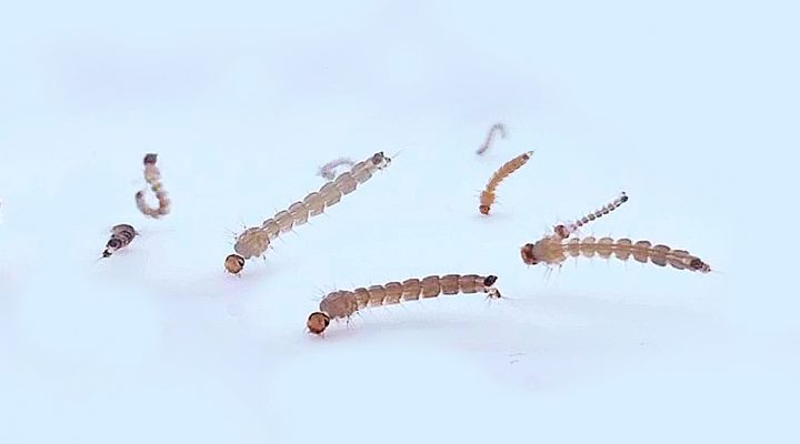 Foto-Larvas-Aedes-720x400